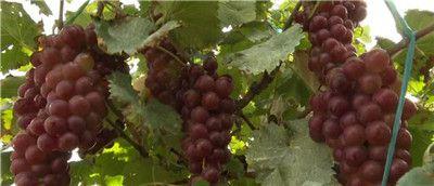 葡萄园视频,丰收季节的美丽画卷