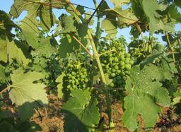 葡萄园视频,丰收季节的美丽画卷