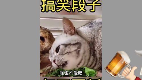 有趣小视频,揭秘趣味横生的网络奇观