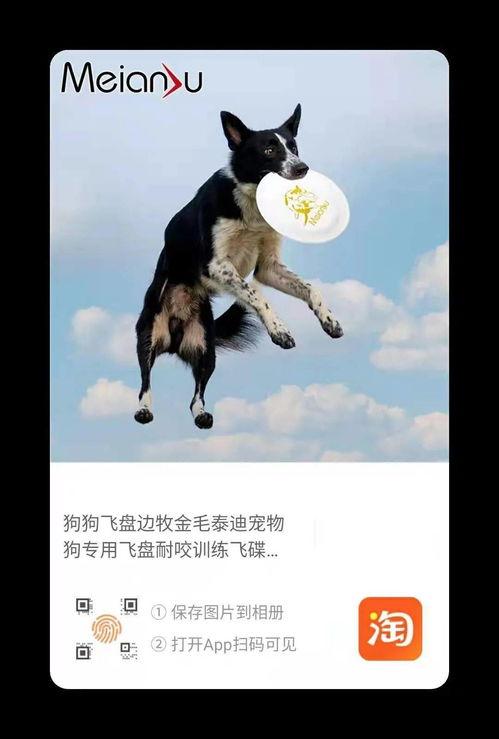 边牧玩飞盘视频,空中舞者与飞盘的完美邂逅