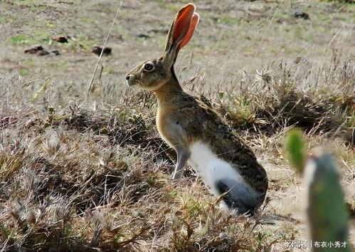 小野兔视频,小野兔的奇幻冒险之旅