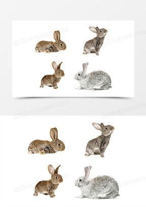 小野兔视频,小野兔的奇幻冒险之旅