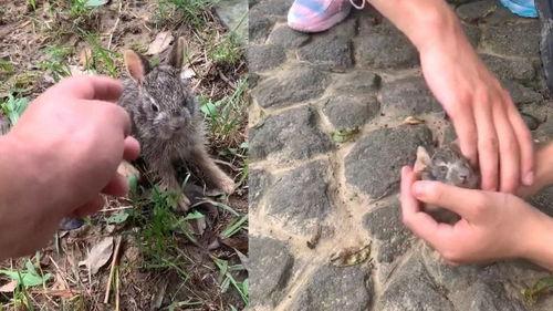 小野兔视频,小野兔的奇幻冒险之旅