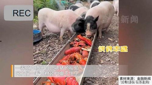 喂猪视频,喂猪视频里的温馨时光