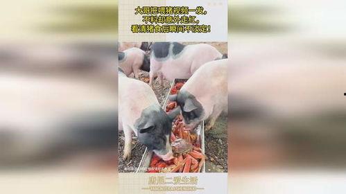 喂猪视频,喂猪视频里的温馨时光