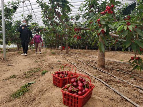 红樱桃视频,揭秘神秘视频背后的故事