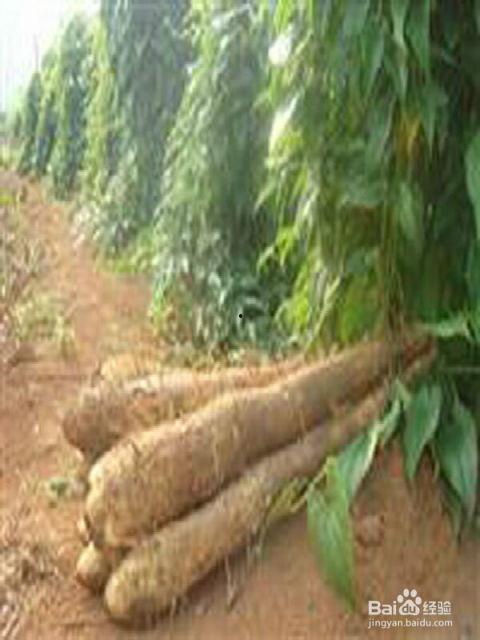 淮山浅生槽种植视频,高效益的绿色农业新篇章