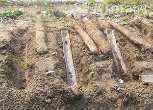 淮山浅生槽种植视频,高效益的绿色农业新篇章