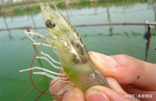 虾养殖视频,从苗种到丰收