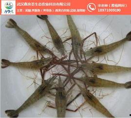 虾养殖视频,从苗种到丰收