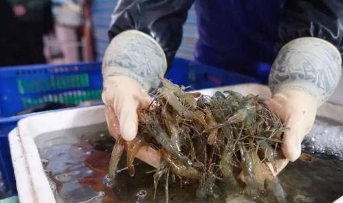 虾养殖视频,从苗种到丰收