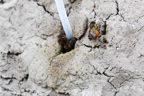 土蜂养殖技术视频大全,全面解析蜜蜂养殖秘诀