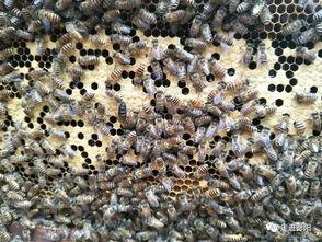 土蜂养殖技术视频大全,全面解析蜜蜂养殖秘诀