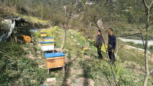 土蜂养殖技术视频大全,全面解析蜜蜂养殖秘诀