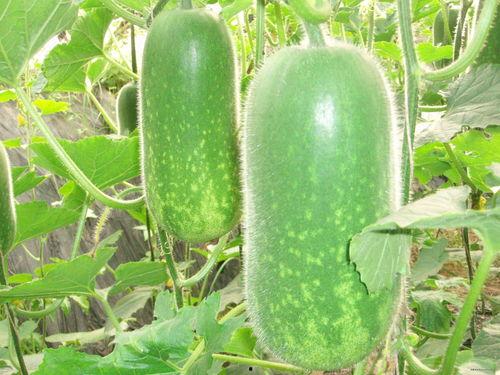 天仙吃瓜爆料图片,揭秘娱乐圈幕后真相