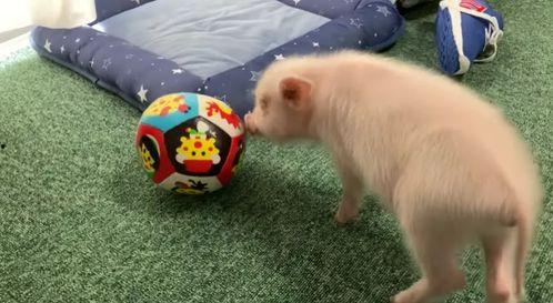 小猪视频直播,带你领略趣味互动新体验