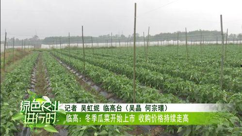 澄迈瓜菜今日收购价格表