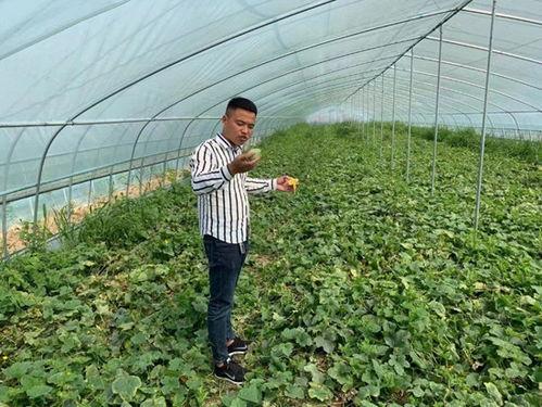 西瓜哥视频,揭秘日常生活中的趣味与智慧