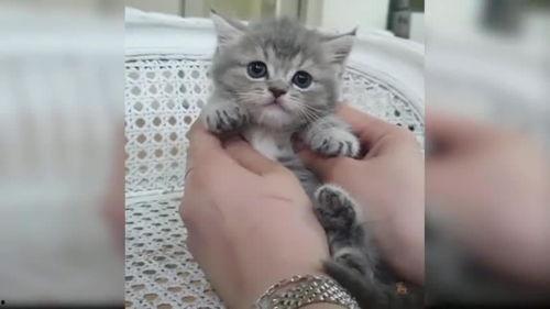 小猫视频大全可爱,小猫视频大全里的可爱瞬间集锦
