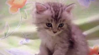 小猫视频大全可爱,小猫视频大全里的可爱瞬间集锦
