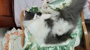 小猫视频大全可爱,小猫视频大全里的可爱瞬间集锦