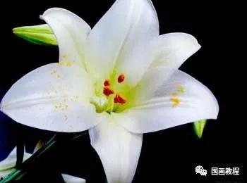 百合花视频,视频中的温馨瞬间与感人故事