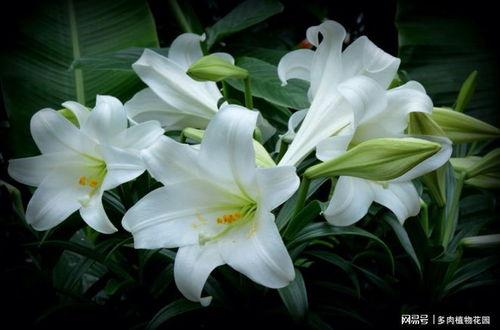百合花视频,视频中的温馨瞬间与感人故事