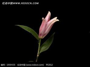 百合花视频,视频中的温馨瞬间与感人故事