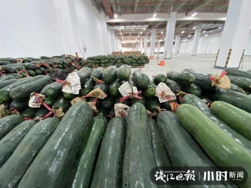 嘉兴批发市场哈密瓜今日销量,今日销量再创新高