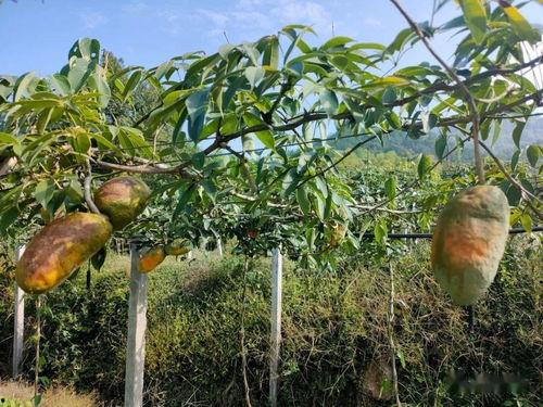 今日头条八月瓜视频,今日头条热门内容背后的故事