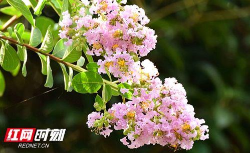 紫薇视频,揭秘生活百态，展现时代风采