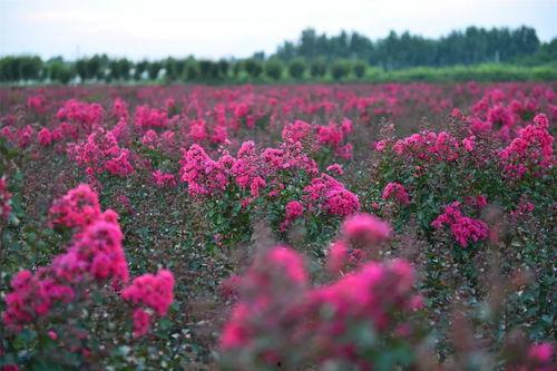 紫薇视频,揭秘生活百态，展现时代风采