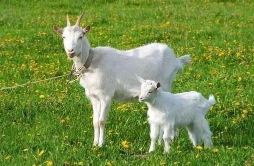 山羊人视频,揭秘神秘山羊族群的独特生活