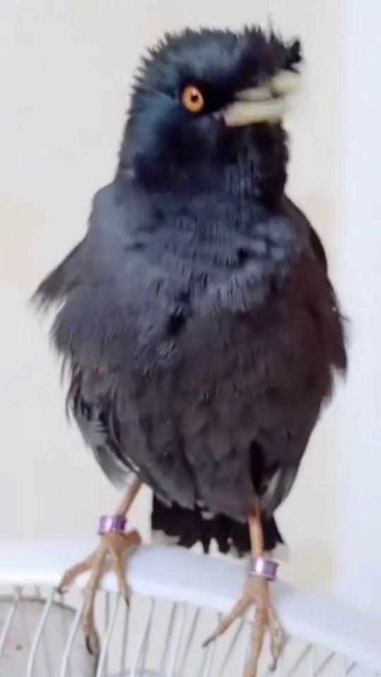 八哥鸟视频,智慧与灵动的自然表演