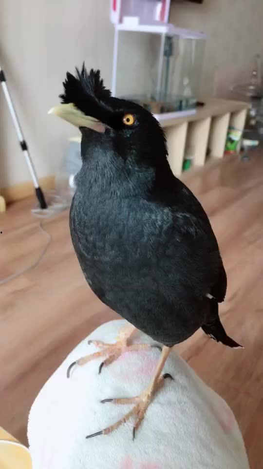 八哥鸟视频,智慧与灵动的自然表演