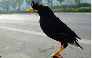 八哥鸟视频,智慧与灵动的自然表演