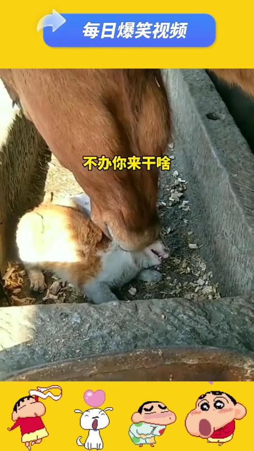 牛搞笑视频
