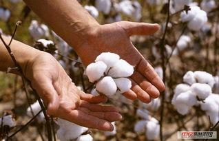 甘肃瓜州今日棉花价格表,市场行情一览