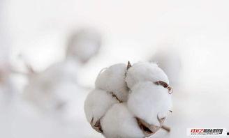 甘肃瓜州今日棉花价格表,市场行情一览