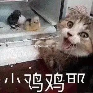 吃瓜爆料糊咖,吃瓜爆料，糊咖背后的真相大起底