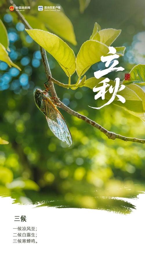 视频 立秋,秋意渐浓，收获的季节