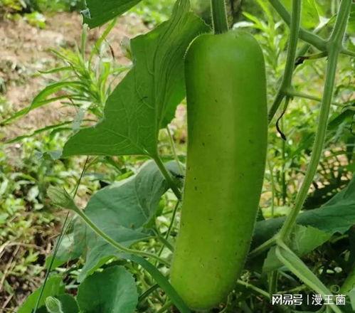 瓠子瓜今日多少钱,价格波动背后的市场动态