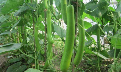 瓠子瓜今日多少钱,价格波动背后的市场动态