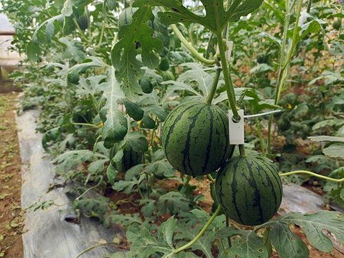 中牟吊瓜今日价格行情,价格波动解析