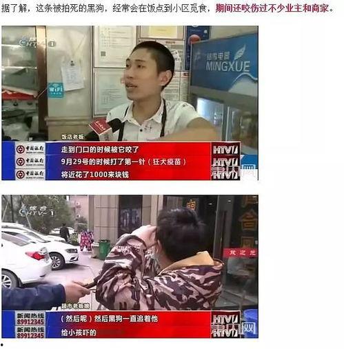 打狗视频大全,揭秘狗狗行为与训练技巧