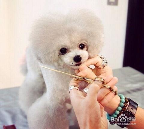 泰迪剪毛视频,可爱瞬间尽收眼底