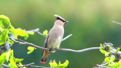 鸟视频,鸟儿飞翔的瞬间